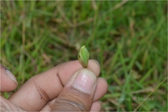 Crotalaria triquetra